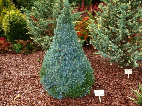 Smrk bílý Sanders Blue 20/40 cm, v květináči Picea glauca Sanders Blue